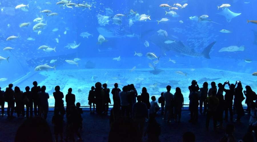 Ripley's Aquarium of Canada: An Underwater Journey in Downtown Toronto